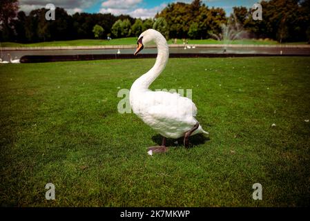 Deux cygnes reposant sur une pelouse verte au printemps. Banque D'Images