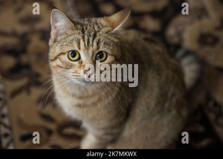 Beau chat de shorthair européen rayé se trouve le chat de shorthair européen. Portrait Smart Cat multicolore Banque D'Images