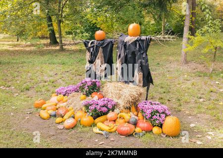 Halloween sorcière fracas avec tête de citrouille et automne décoration citrouilles extérieures. Décor de cour et idées de décoration de vacances pour la fête. Mise au point sélective, espace de copie Banque D'Images