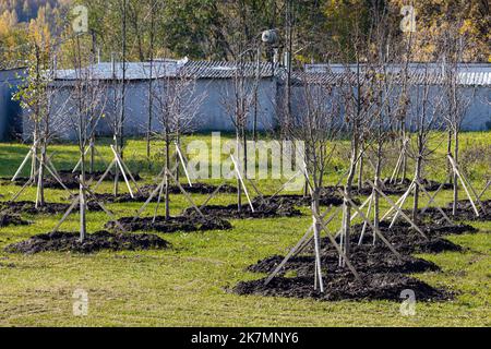 plantation de jeunes arbres dans le parc de la ville. plantation d'arbres Banque D'Images