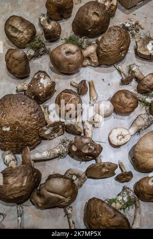 Plan de travail de cuisine recouvert de champignons fraîchement cueillis, avec vue panoramique. Banque D'Images