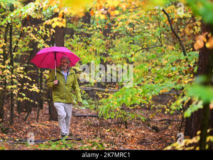 18 octobre 2022, Brandebourg, Chorin: Axel Vogel (Bündnis 90/Die Grünen), Ministre de l'agriculture, de l'environnement et de la protection du climat de Brandebourg, marche sous un parapluie entre les arbres d'une zone d'essai du Centre de compétence de l'Etat Forestry Eberswalde (LFE) sur un chemin étroit. La conversion de la forêt avec des hêtres rouges et des pins mis en œuvre sur la parcelle d'essai est exemplaire pour la pratique forestière du Brandebourg. Entre autres choses, les questions de la régulation de la lumière en intervenant dans la canopée de pin, l'influence du jeu quand les clôtures ne sont pas utilisées, et la diversification par le biais d'autres mixtes et de la compaa Banque D'Images