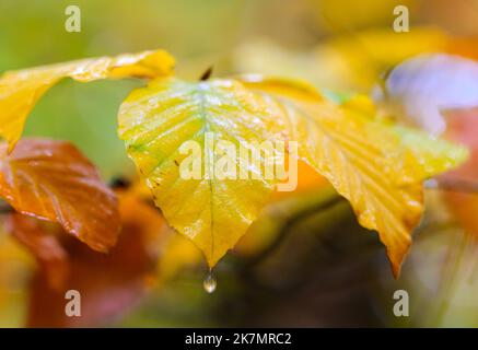 18 octobre 2022, Brandebourg, Chorin : un raindrop détache de la feuille d'un hêtre cuivré dans la forêt près de Niederfinow. Photo: Sören Stache/dpa/ZB Banque D'Images