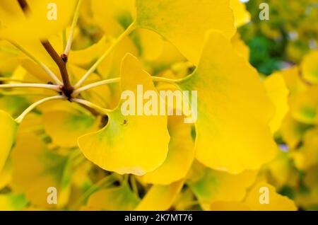 Gingko biloba 'roi de Dongting' en automne. gros plan des feuilles avec une petite araignée. Arrière-plan de la nature. Banque D'Images
