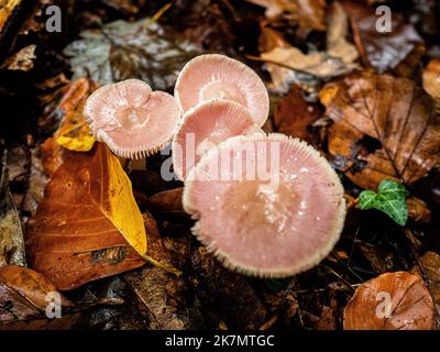 Nimègue, pays-Bas. 15th octobre 2022. Un groupe de beaux champignons roses est vu pousser sur le sol par forte pluie. Au cours de la saison d'automne, le paysage des pays-Bas est inondé de couleurs vertes, ocre, dorées et rougeâtres entourées de différentes espèces de champignons. Il y a environ 5 250 espèces de champignons aux pays-Bas. C'est la saison parfaite pour prendre des photos de la nature et profiter des merveilleux sites. Beaucoup de ces espèces sont gravement menacées et quelque 200 espèces ont disparu aux pays-Bas au cours des dernières décennies. Crédit : SOPA Images Limited/Alamy Live News Banque D'Images