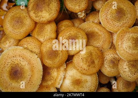 Vue de dessus d'un groupe de champignons au miel ou d'Armillaria mellea Banque D'Images