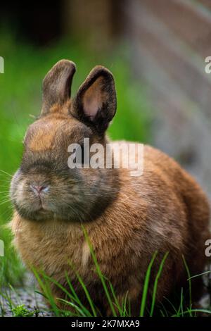 Gros plan vertical d'un lapin brun sur l'herbe Banque D'Images