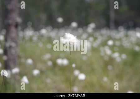 Un foyer sélectif de la plante de coton de queue de lièvre dans un champ. Banque D'Images