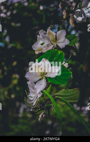 Un cliché vertical d'une fleur blanche de bauhinia acuminata Banque D'Images