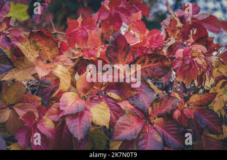 fleur de vigne sauvage colorée rouge, jaune, orange et verte sur le mur, parthenocissus super-réducteur Banque D'Images