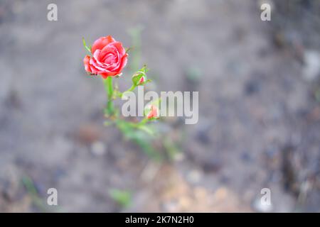 Petite rose rouge et roses dans le bourgeon sur le sol Banque D'Images