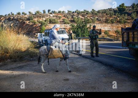 Naplouse, Palestine. 18th octobre 2022. Les soldats israéliens ont vu une garde debout à la porte de la colonie israélienne d'Elon Moreh après son ouverture, tandis qu'un fermier palestinien se rend aux champs d'oliviers sur un âne à l'intérieur de la colonie pour cueillir des olives pendant la saison de récolte des olives près du village de Salem, à l'est de la ville de Naplouse, en Cisjordanie occupée. Crédit : SOPA Images Limited/Alamy Live News Banque D'Images