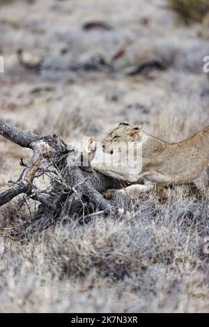 Foyer sélectif vertical d'une jeune lionne aiguisant ses griffes sur un arrière-plan brouillé d'herbe jaune Banque D'Images