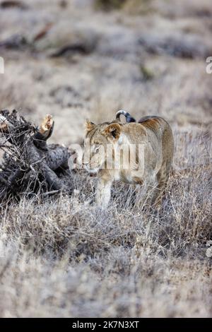 Foyer sélectif vertical d'une jeune lionne marchant dans l'herbe avec un arrière-plan flou Banque D'Images