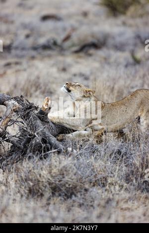 Foyer sélectif vertical d'une jeune lionne aiguisant ses griffes sur un arrière-plan brouillé d'herbe jaune Banque D'Images