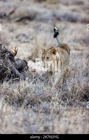 Foyer sélectif vertical d'une jeune lionne marchant dans l'herbe avec un arrière-plan flou Banque D'Images