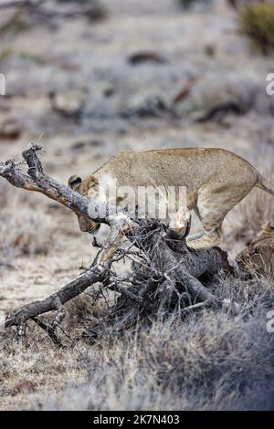 Foyer vertical sélectif d'une jeune lionne grimpant sur un arbre souche, brouillé fond d'herbe jaune Banque D'Images