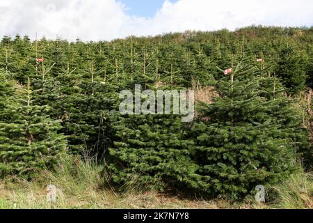 Plantation de sapin Nordmann au Danemark Banque D'Images