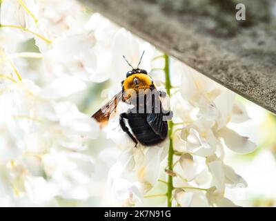 Gros plan de l'abeille charpentier japonaise (Xylocopa appendiculata) sur des fleurs blanches de Wisteria brachybotrys Banque D'Images