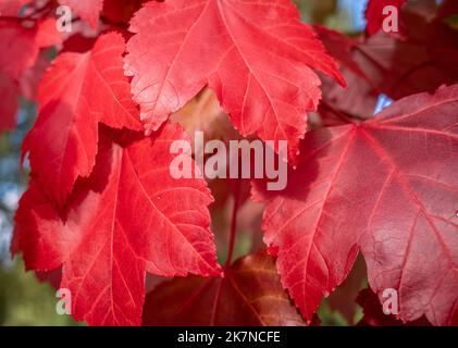 Gros plan de quelques feuilles d'érable rouge vif Acer rubrum Red Maple avec des veines montrant. Banque D'Images