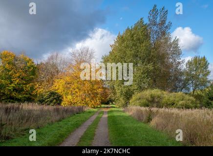 Une piste de terre menant à une ligne d'arbres colorés lors d'une journée ensoleillée avec ciel bleu et nuageux. Banque D'Images