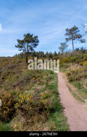 Lassy (Bretagne, nord-ouest de la France) : la vallée de Canut, zone naturelle départementale et site préservé, paysage avec la vallée escarpée, la lande et une h Banque D'Images