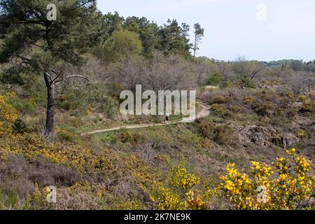 Lassy (Bretagne, nord-ouest de la France) : la vallée de Canut, zone naturelle départementale et site préservé, paysage avec la vallée escarpée, la lande et une h Banque D'Images