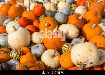 Potiron Time à Sunnyfields Farm à Totton, Hampshire UK en octobre à l'approche de Halloween - citrouilles en cendres Banque D'Images