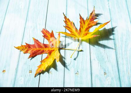 Deux feuilles d'érable jaune-rouge sur une surface en bois bleu Banque D'Images