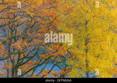 Feuilles colorées d'un arbre à l'automne, arrière-plan de l'automne Banque D'Images