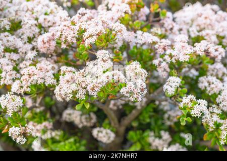 Plante de Jade en fleur. Gros plan de belles fleurs blanches et roses en forme d'étoile d'une plante de Jade à feuilles persistantes Banque D'Images