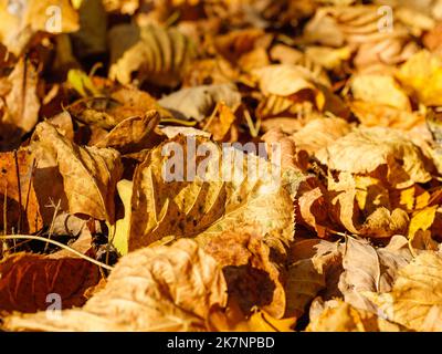 Les feuilles d'automne sont dispersées partout en arrière-plan Banque D'Images