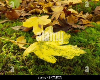 Feuilles d'érable d'automne sur fond de forêt moussy Banque D'Images