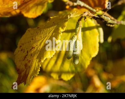 Hazel feuilles et chatons d'automne Banque D'Images