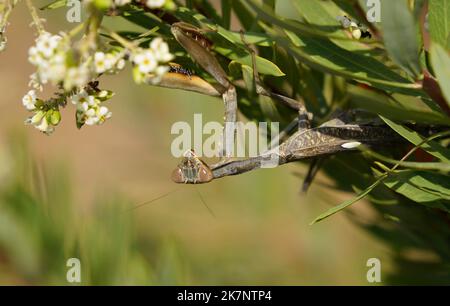 Une mante priante, une mante européenne, Mantis religiosa, Andalousie, Espagne. Banque D'Images