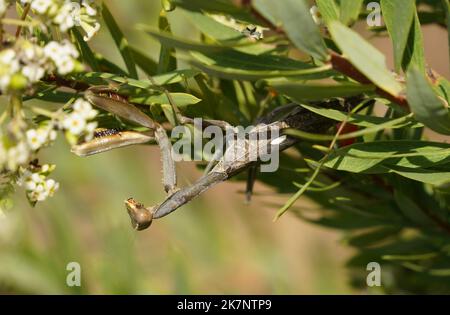 Une mante priante, une mante européenne, Mantis religiosa, Andalousie, Espagne. Banque D'Images