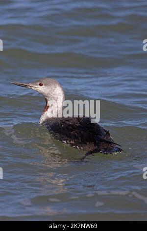 Plongeur à gorge rouge (Gavia stellata) adulte dans le plumage d'été partiel muant dans le plumage d'hiver Norfolk GB UK octobre 2022 Banque D'Images