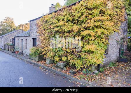 La couleur jaune automnale d'Hydrangea peteolaris sur une propriété de Yorkshire Dales dans Church Lane Kirkby Malham. Banque D'Images