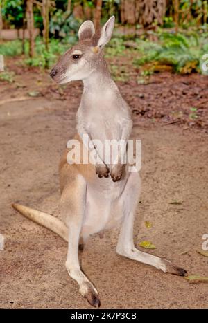 Le kangourou antilopin (Osphranter antilopinus), également connu sous le nom de wallaroo antilopin ou wallaby antilopin Banque D'Images