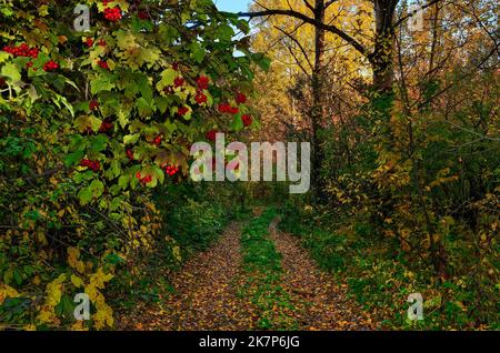 Promenez-vous le long d'une route ombragée dans une forêt d'automne colorée. Le feuillage des arbres de bouleau est doré dans les rayons du soleil, les baies de viburnum rouges pendent sur la route. La forêt est percée b Banque D'Images