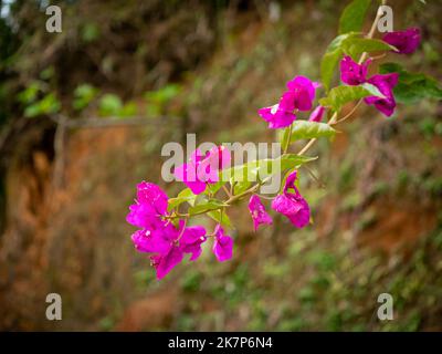 Bougainvillea, arbustes ou petit arbre aux fleurs roses par un jour ensoleillé Banque D'Images