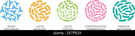 Probiotiques dans un cercle. Bonnes bactéries et micro-organismes. Bifidobacterium, lactobacillus, lactococcus, streptocoque thermophilus, propionibacterium. Illustration de Vecteur
