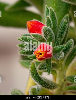 Floraison de la barbe de Jupiter, Echeveria setosa, une plante succulente appartenant à la famille des Crassulacées. Abruzzes, Italie, Europe Banque D'Images