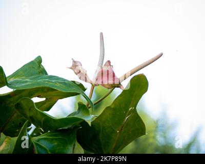 Une fleur rose est connue sous le nom de Fleur Flamingo, Tailflower, Painter's Palette, et Laceleaf (Anthurium andraeanum) lors d'une journée nuageuse à Jérico, Antioquia, Colom Banque D'Images