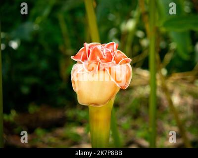 Fleur rose connue sous le nom de Flinger flambeau, Lily de Flinger rouge, Flinger sauvage, (Etlingera elatior) dans le jardin lors d'une journée ensoleillée Banque D'Images