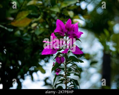 Bougainvilliers, arbustes ou petit arbre aux fleurs roses par un jour nuageux Banque D'Images