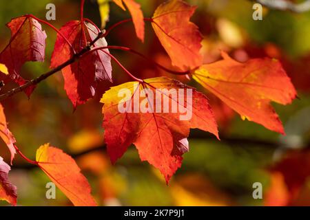 Une feuille d'érable d'automne de couleur orange vif se distingue parmi l'emballage; gros plan de l'automne magique. Banque D'Images