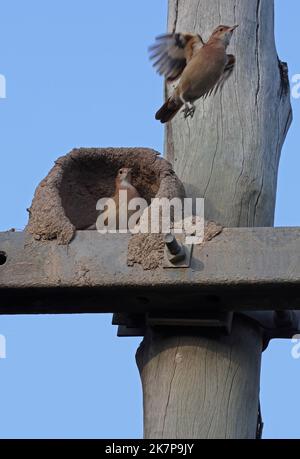 Couple de Hornero rufous (Furnarius rufus) au nid partiellement construit sur power-pole, avec un vol loin de Cuiaba, Brésil. Juillet Banque D'Images