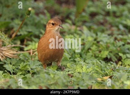 Rufous Hornero (Furnarius rufus) adulte de recherche sur terre Sao Paulo, Brésil. Juillet Banque D'Images