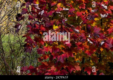 Rouge cerise vif, rouge vin et assortiment d'orange et de jaune ornent cette clôture ; un instantané des couleurs d'automne glorieuses. Banque D'Images